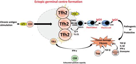 Schematic Model Of Involvements Of T Cells In The Pathogenesis Of Download Scientific Diagram