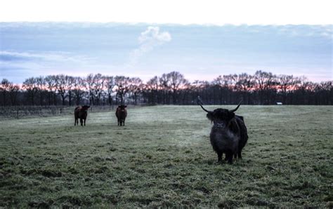 Stier MJ Klaver Flickr