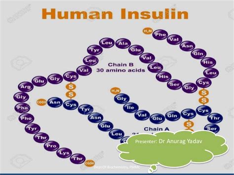 Insulin