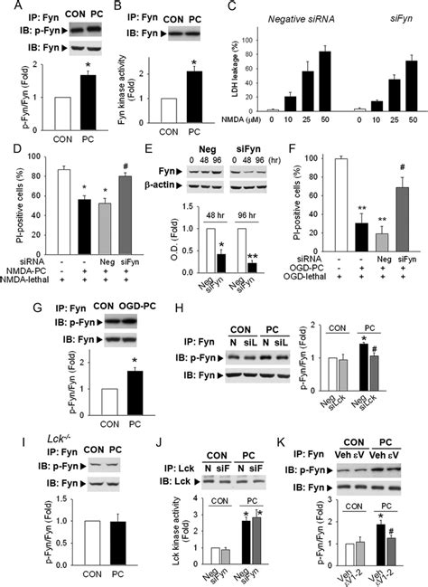 Fyn Is Activated By Lck During PC Neuroprotection A The Active Form