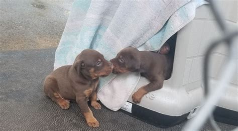 Doberman Pinscher Puppies For Sale Redding CA 247441