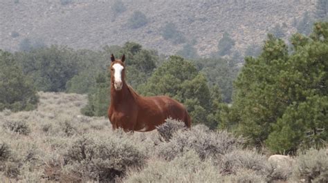 Feral Horse Free Stock Photo - Public Domain Pictures