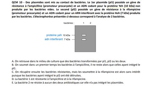 techniques études adn UE8 11 Recherche Tutorat Associatif Toulousain