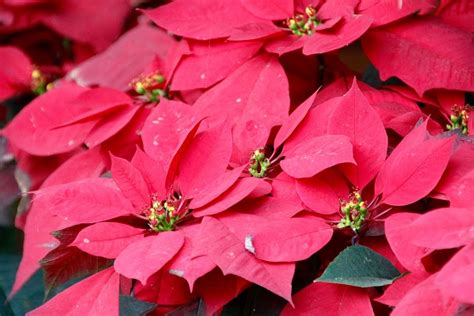 Cuidados De La Flor De Pascua O Estrella Federal Plantas