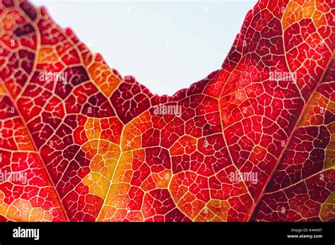 Liquidambar Leaf Hi Res Stock Photography And Images Alamy