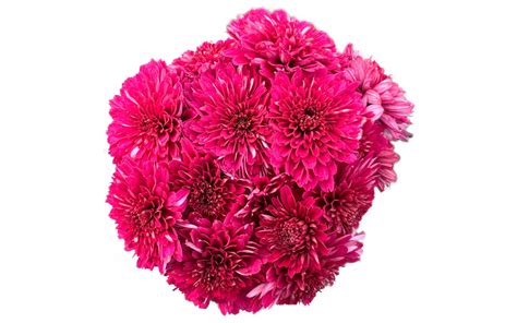 Хризантема мультифлора Meridian Dark Pink купить в Новокубанске