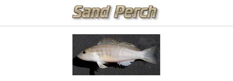 Sand Perch Fishing Tips | Ultimate Fishing Site