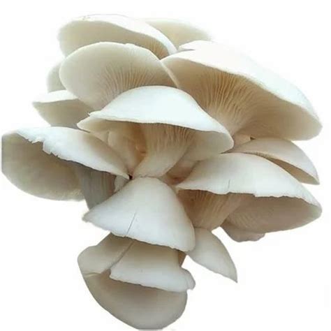 JHARKHAND Fresh Oyster Mushrooms Packaging Type ZIP LOCK Packaging