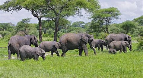 Day Trip To Tarangire National Park Arusha FREETOUR