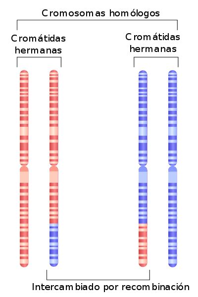 ¿qué Son Los Cromosomas Homólogos