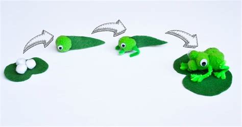 Frog Life Cycle Pom Pom Craft for Nature Studies