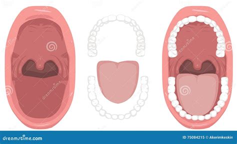 Oral Health Teeth Halitosis Tongue Bad Mouth Throat Tonsils