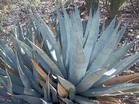 Agave Deserti Desert Agave