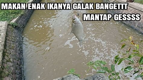 Mancing Di Sarang Ikan Baung Dapet Kejutan YouTube