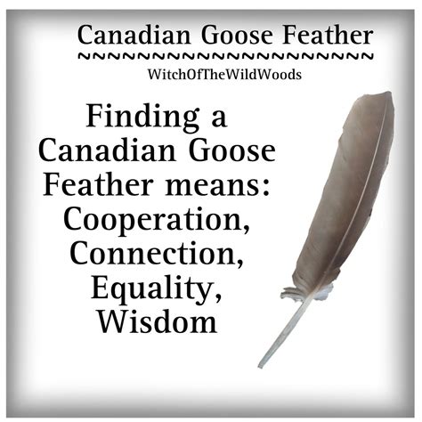 Canadian Goose Feather Symbol Of Wisdom And Equality