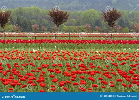 Beautiful Tulip Flowers At Eden In Indira Gandhi Memorial Tulip Garden