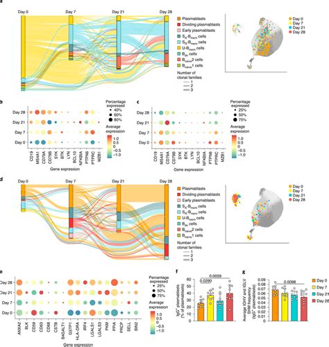 Unswitched Memory B Cell Differentiation And Expansion Of Igg⁺ Download Scientific Diagram