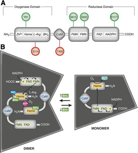 Enos Protein Domains Phosphorylation Sites And Higher Order Download Scientific Diagram