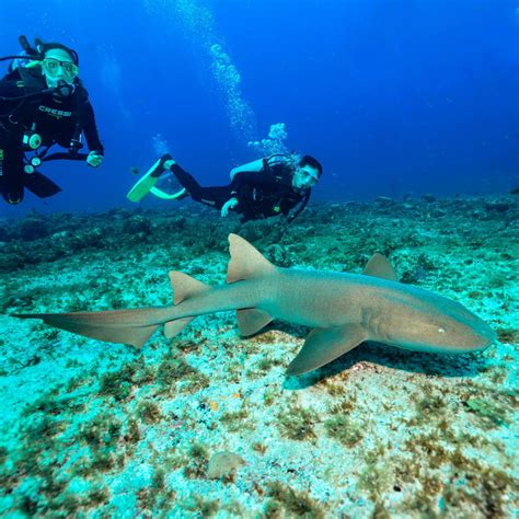 Fernando De Noronha Tudo Sobre O Melhor Snorkel E Mergulho De Cilindro