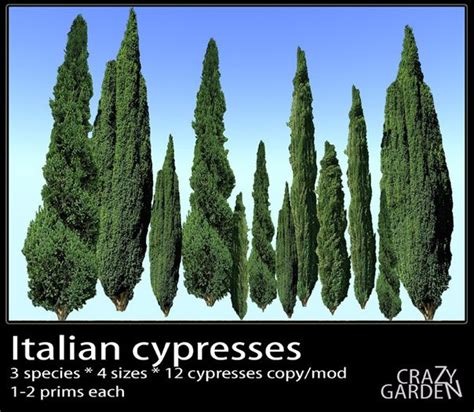 Italian Cypress Tree Varieties