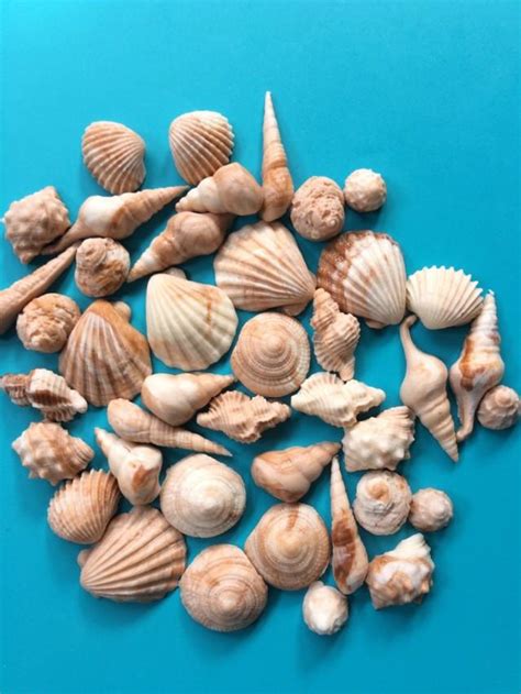 Sea Shell Fondant Topper Pcs Beach Cake Topper Beach Cupcake Toppers