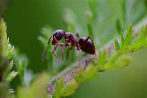 Do Ants Have Lungs Do They Need Oxygen To Breathe