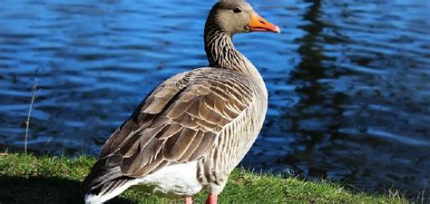 How To Keep Geese Away From Pond Effective Ways