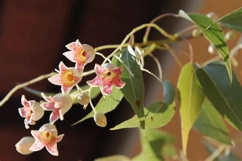 Schnell Wachsende B Ume Zierliche Baumarten F R Den Garten