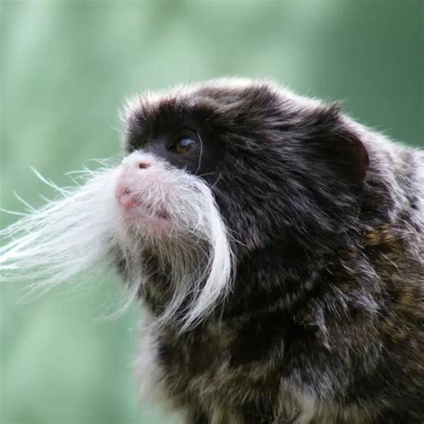 Emperor Tamarin - Facts, Diet, Habitat & Pictures on Animalia.bio