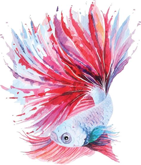 Betta fish watercolor 2836322 Vector Art at Vecteezy