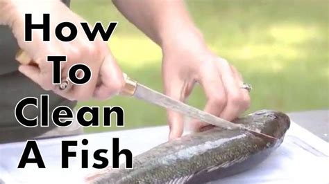 How To Clean A Fish