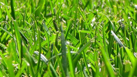 Types Of Weeds That Are In The Lawn And How To Control Them