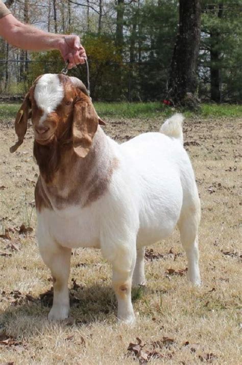 Raising Boer Goats For Show Selection Care And Showing GoatFarmers