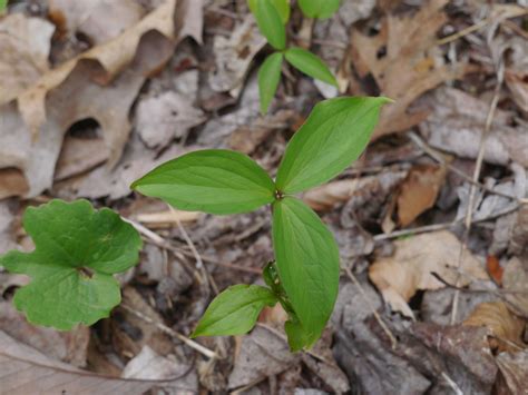 leaf plant identification plant ideas
