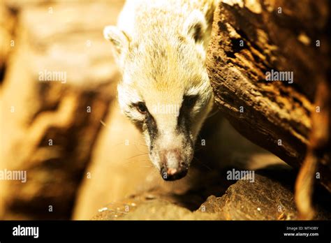 A southern coati (Nasua nasua) looking for food in its rocky habitat ...