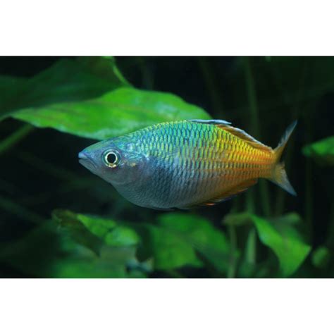 Melanotaenia Boesemani Rot Boesemans Regenbogenfisch Nz 899