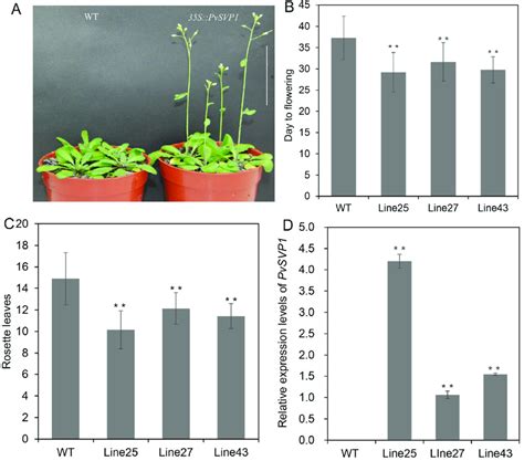 Phenotypic Analysis Of Wild Type Wt And Transgenic Arabidopsis Plants