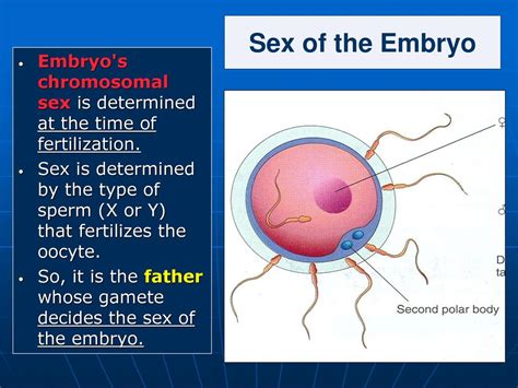 Fertilization And Implantation Ppt Download