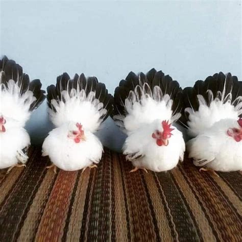 Jual Ayam Kate Blacktail Import Jepang Jakarta Timur Rumah Ayam