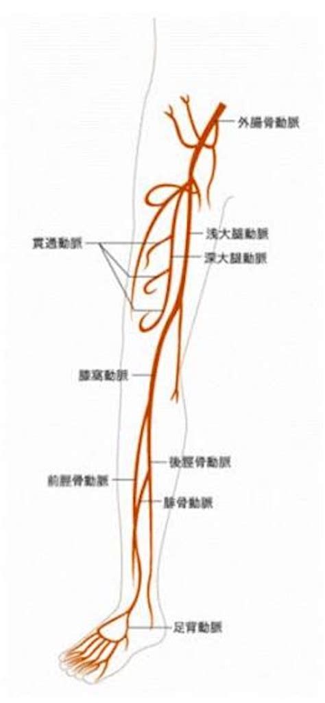 浅大腿動脈と大腿深動脈 本当にただの備忘録