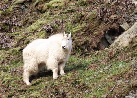 Oreamnos americanus (Mountain Goat) – 10,000 Things of the Pacific ...