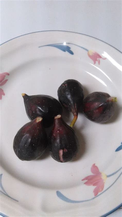 FigBid - Online Auctions of Fig Trees, Fig Cuttings & Growing Supplies - Black Celeste Fig ...