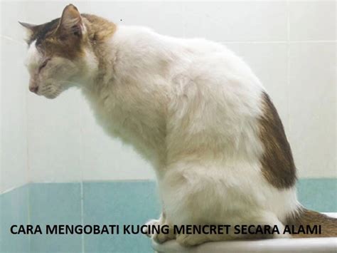 Cara Mengobati Kucing Mencret Secara Alami Yang Ampuh Badilag