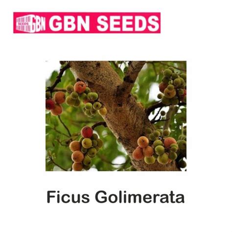 GBN Ficus Golimerata Seeds 1 KG Pack Of 10 LeafConAgro