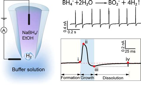 Characterization Of The Dynamic Growth Of The Nanobubble Within The