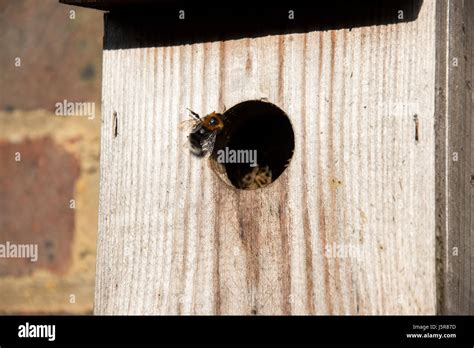 Tree Bumblebee Hi Res Stock Photography And Images Alamy