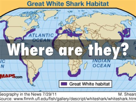 Great White Shark Habitat