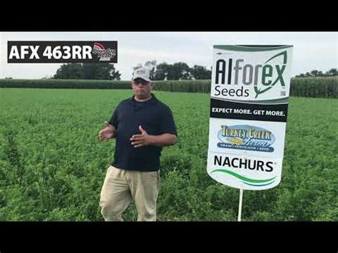 Alforex Seeds AFX 463 RR Alfalfa YouTube