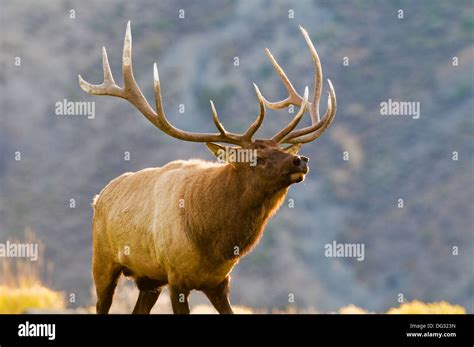 Rocky Mountain Elk Bull Cervus Canadensis Nelsoni In Yellowstone