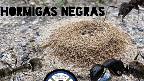 Conoce La Hormiga Negra N Caracter Sticas Beneficios Y Consejos